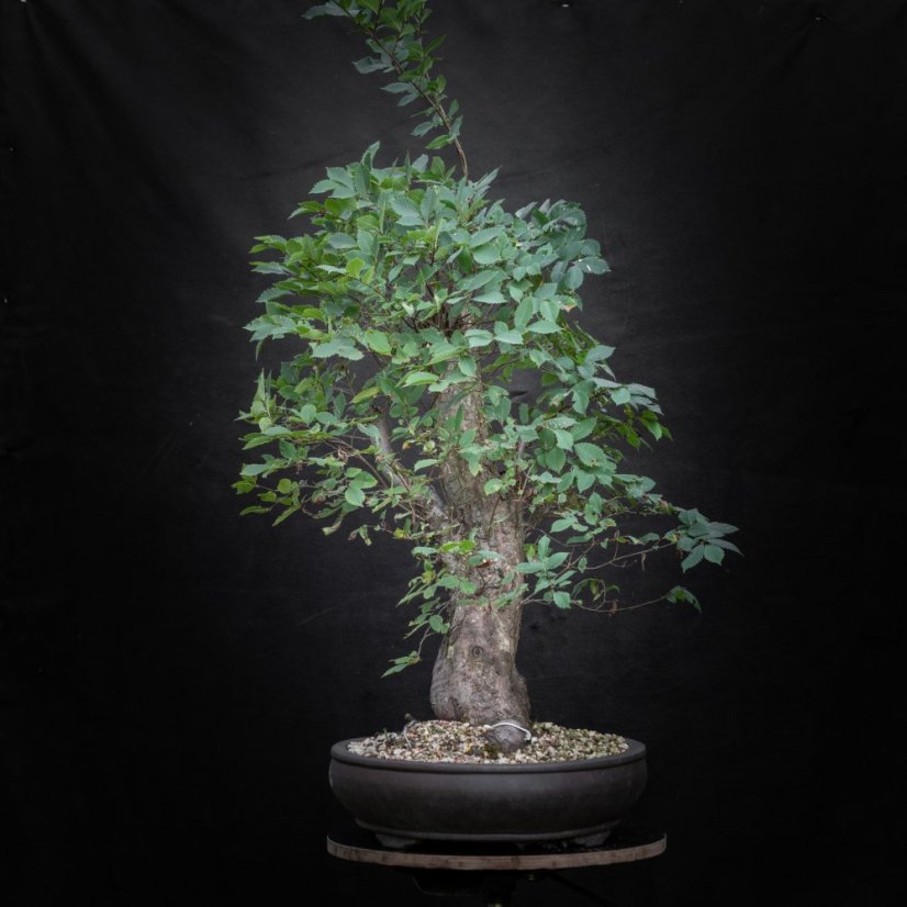 Ulmus glabra no.3