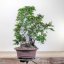Carpinus orientalis no.1