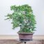 Carpinus orientalis no.1