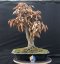Carpinus betulus #08