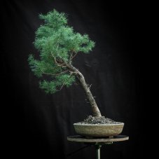 Larix decidua #09