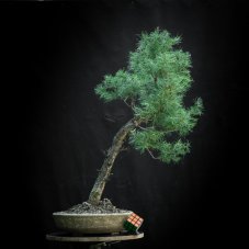 Larix decidua #09