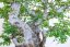 Carpinus orientalis no.1