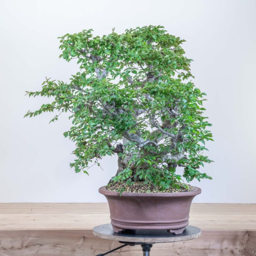 Carpinus orientalis no.1