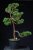 Pinus sylvestris Watereri NIW.3