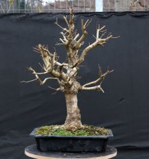 Acer campestre #07