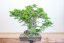 Carpinus orientalis no.5