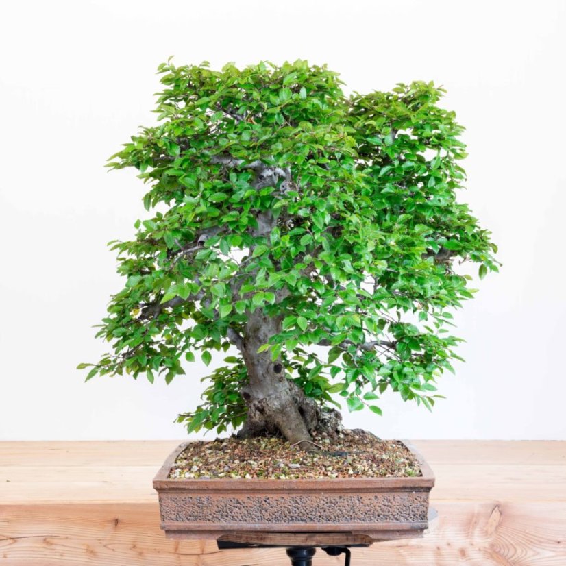 Carpinus orientalis no.2
