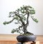 Pinus sylvestris #07