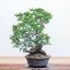 Carpinus orientalis no.4