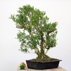 Buxus sempervirens #01