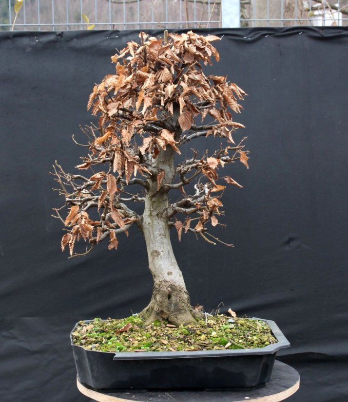 Carpinus betulus #11