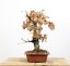Quercus robur #01