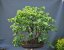 Tilia Cordata #01