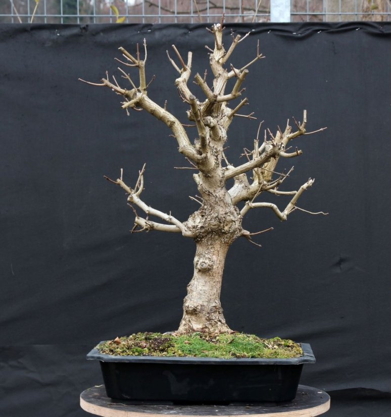 Acer campestre #07