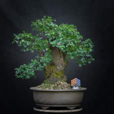 Prunus mahaleb #08