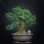Prunus mahaleb #08