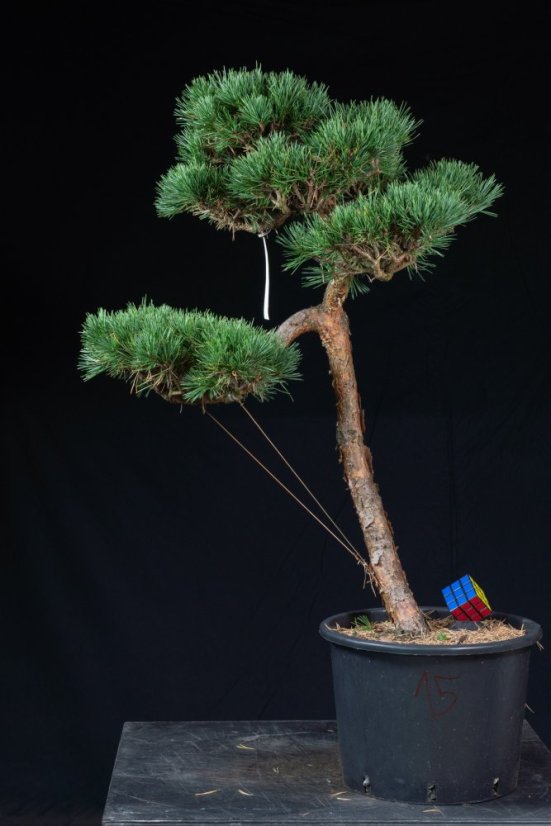 Pinus sylvestris Watereri NIW.15