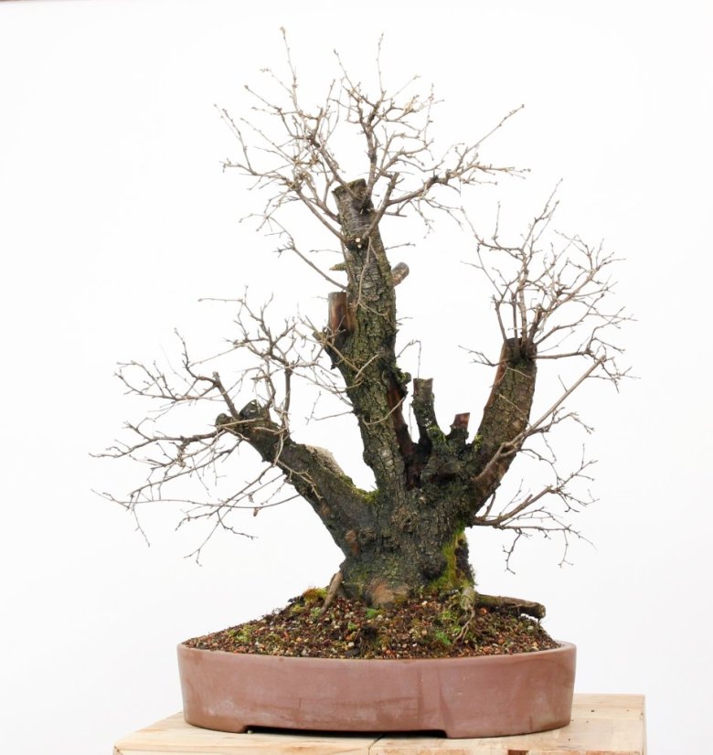 Prunus mahaleb #45