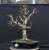 Acer campestre #07