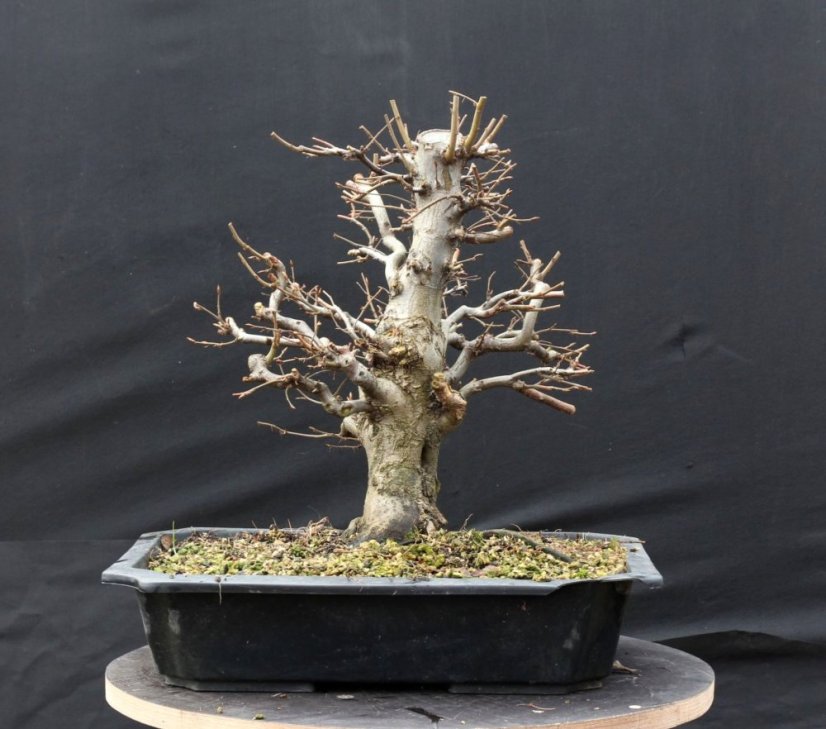 Carpinus betulus #04