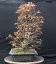 Carpinus betulus #05