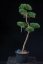 Pinus sylvestris Watereri NIW.16