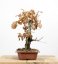 Quercus robur #01