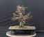 Carpinus betulus #04