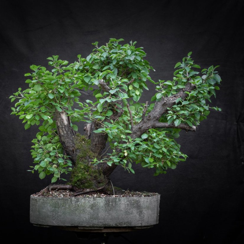 Prunus mahaleb #45
