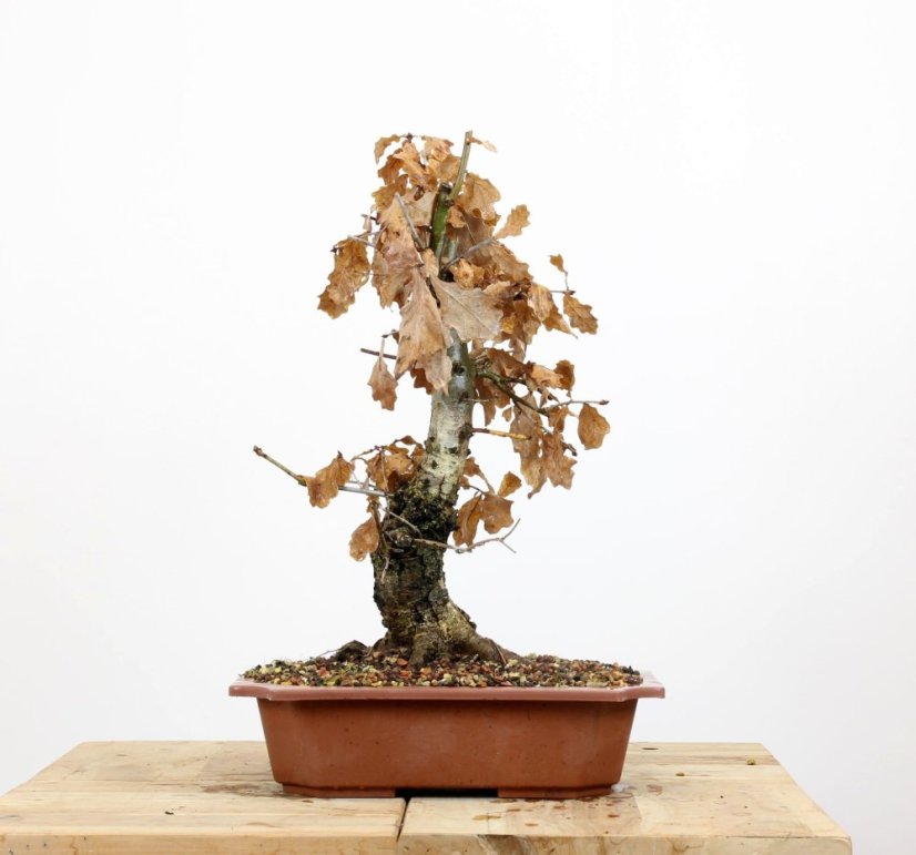 Quercus robur #01