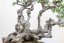 Carpinus orientalis no.4