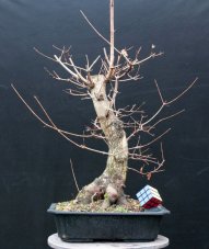 Acer campestre #02