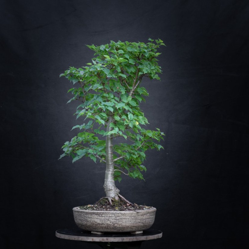 Tilia cordata Komsta #02