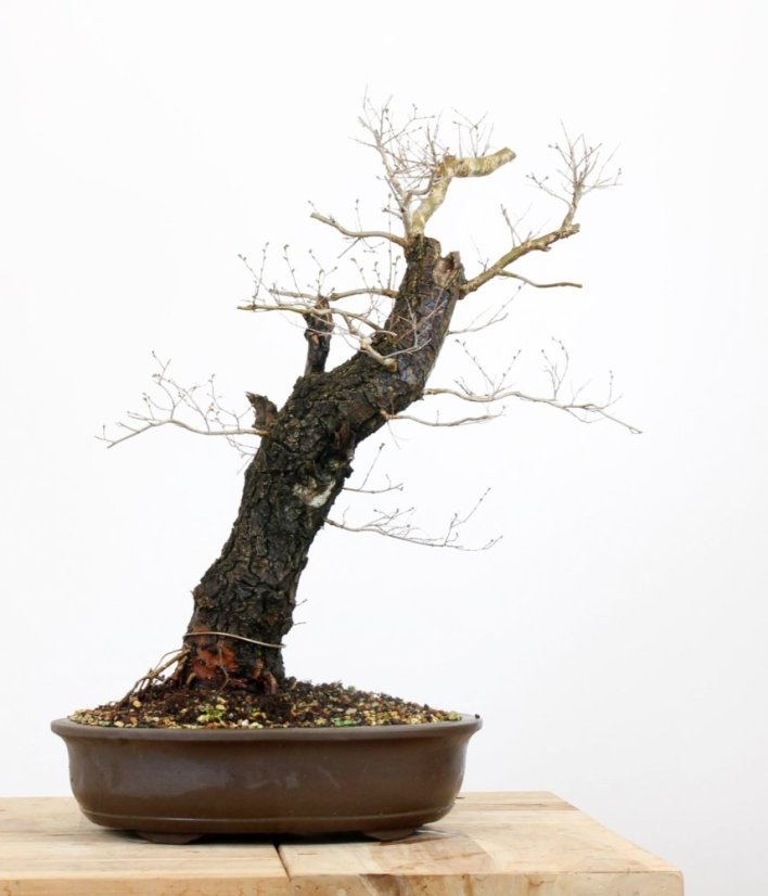 Ulmus minor #01