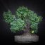 Prunus mahaleb #45
