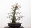 Carpinus betulus #13