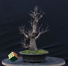 Acer tatar. ginnala #02