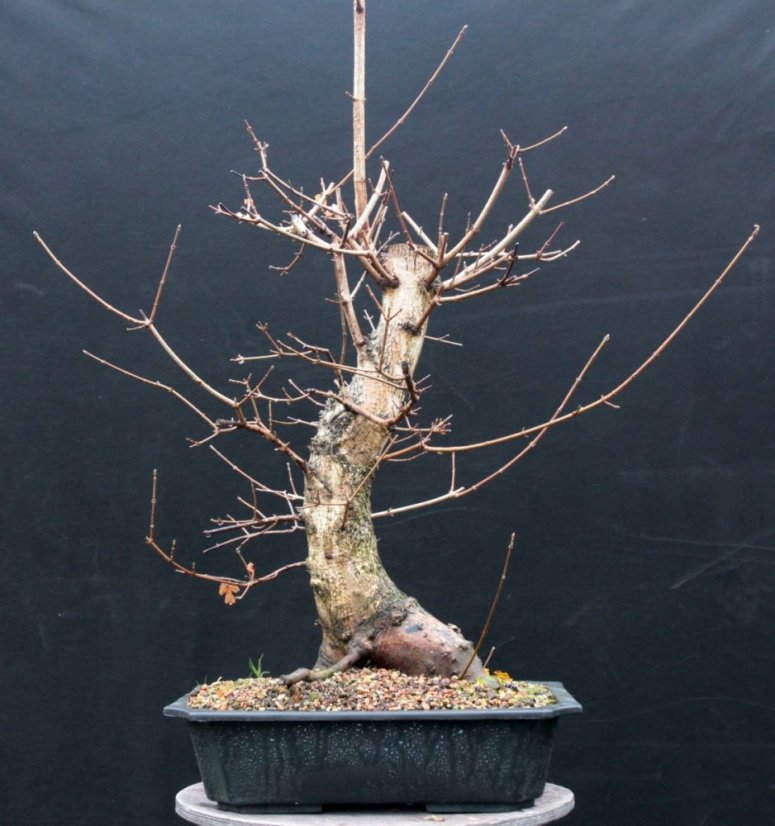 Acer campestre #02
