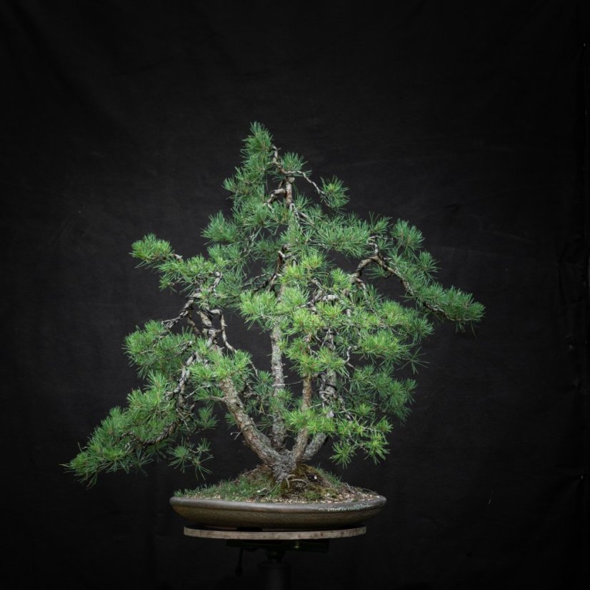 Pinus sylvestris #03