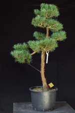 Pinus sylvestris Watereri NIW.6