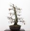 Carpinus betulus #13