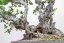 Carpinus orientalis no.4