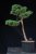 Pinus sylvestris Watereri NIW.15