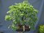 Tilia Cordata #01