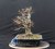 Carpinus betulus #04