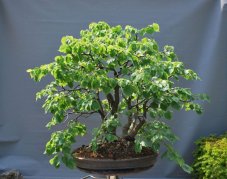 Tilia Cordata #01