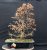 Carpinus betulus #05
