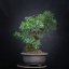 Prunus mahaleb #08
