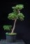 Pinus sylvestris Watereri NIW.3